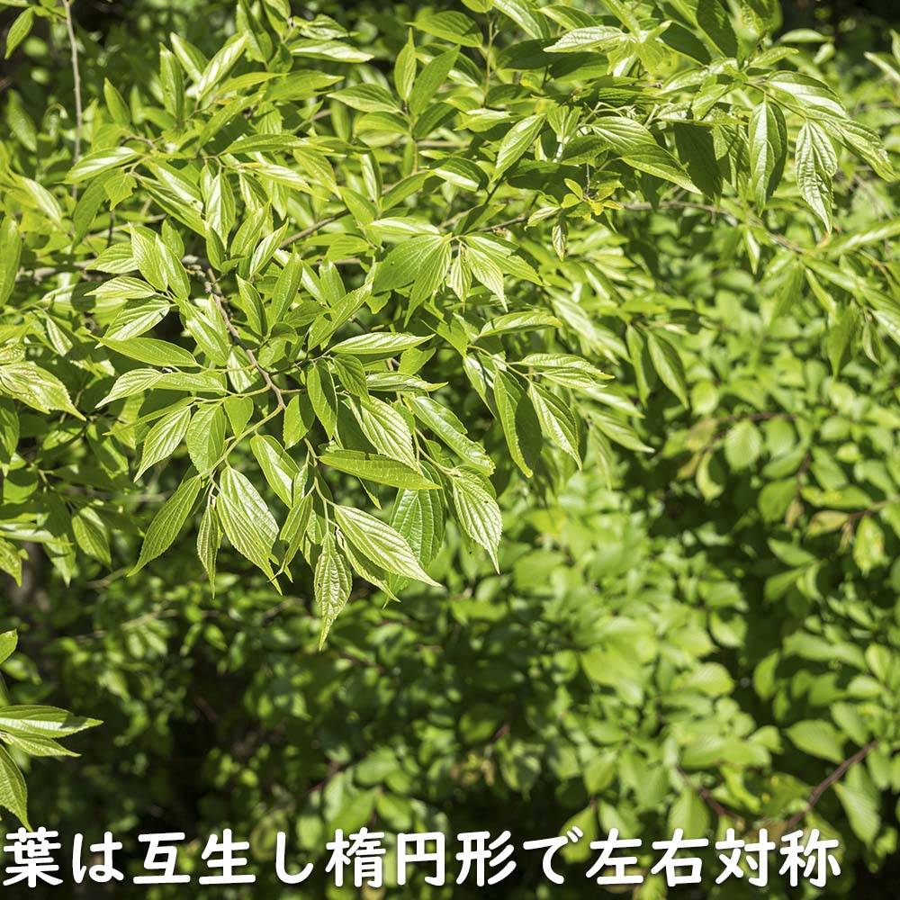 楽天市場】エノキ 単木 1.5m 露地 2本 苗木 : トオヤマグリーン
