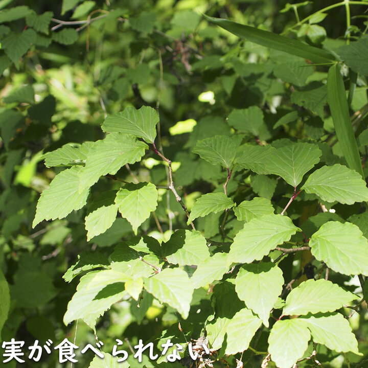 楽天市場】オトコヨウゾメ 株立ち 2m 露地 2本 苗木 : トオヤマグリーン