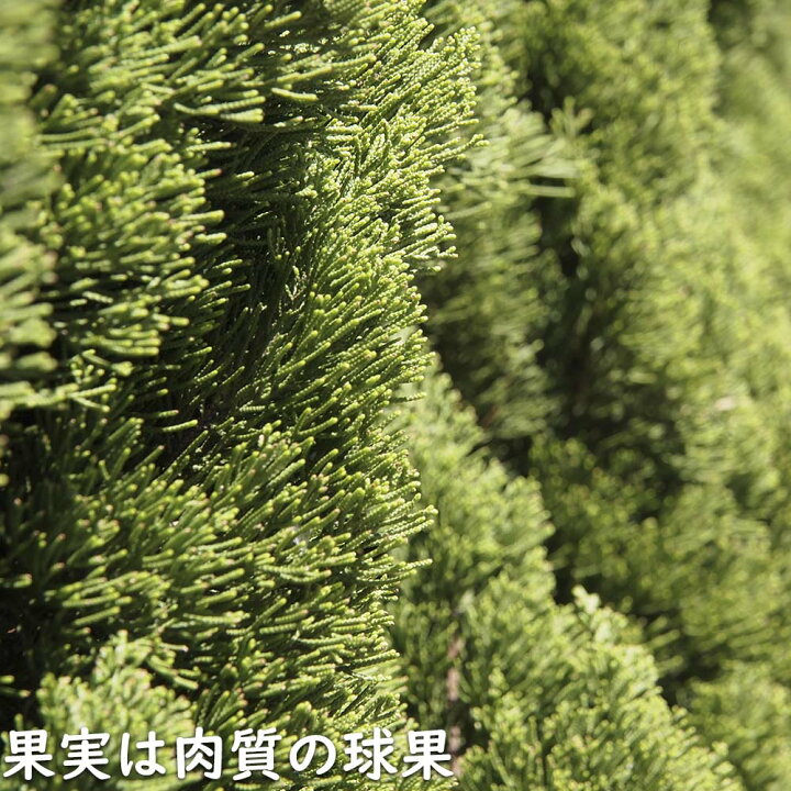 楽天市場】カイヅカイブキ 2m 露地 苗木 : トオヤマグリーン