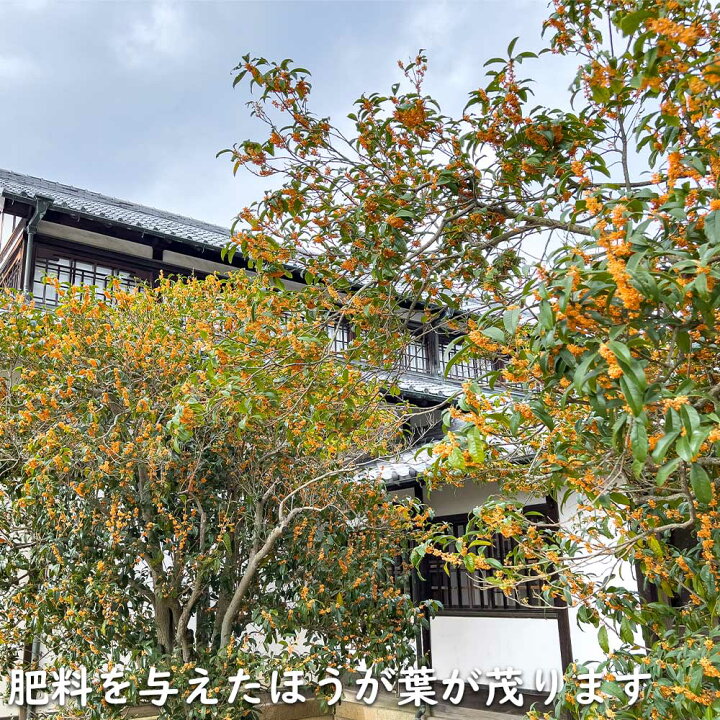 楽天市場】キンモクセイ 2m 露地 2本 苗木 : トオヤマグリーン