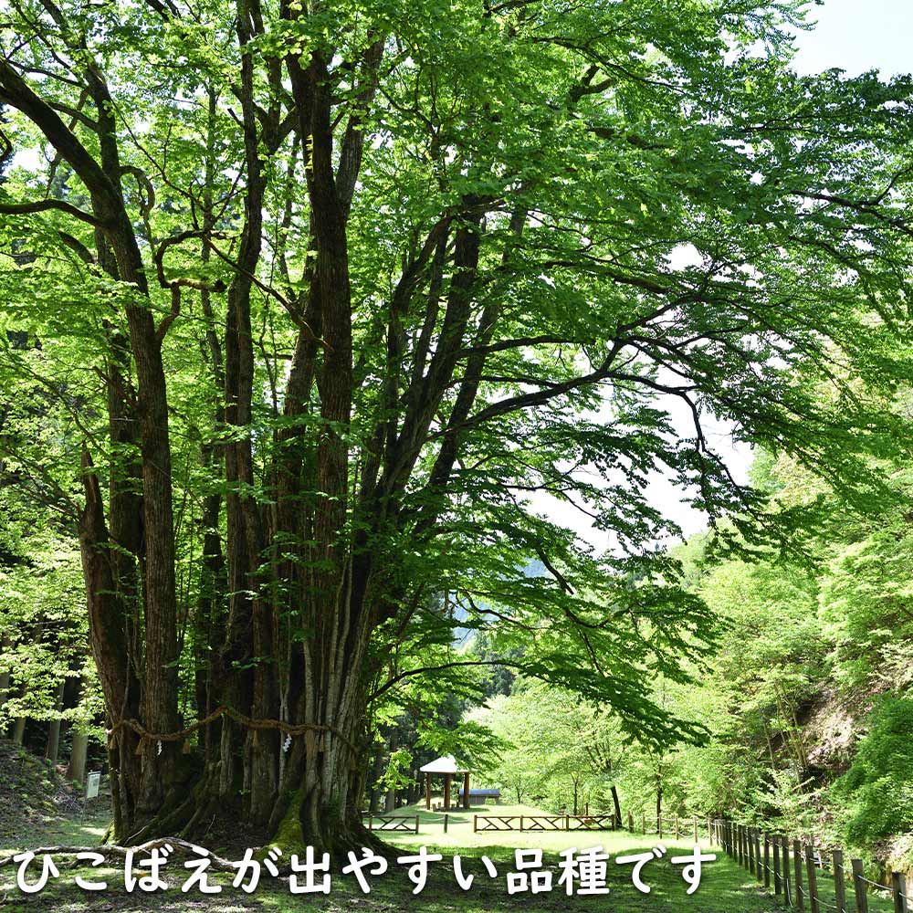 楽天市場】カツラ 単木 2m 露地 苗木 : トオヤマグリーン