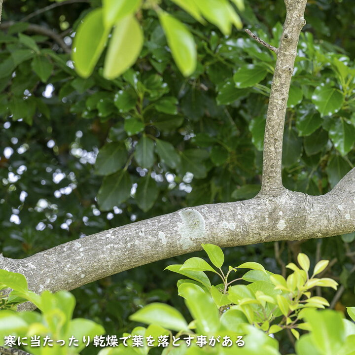 楽天市場】クロガネモチ 2.5m 露地 苗木 : トオヤマグリーン