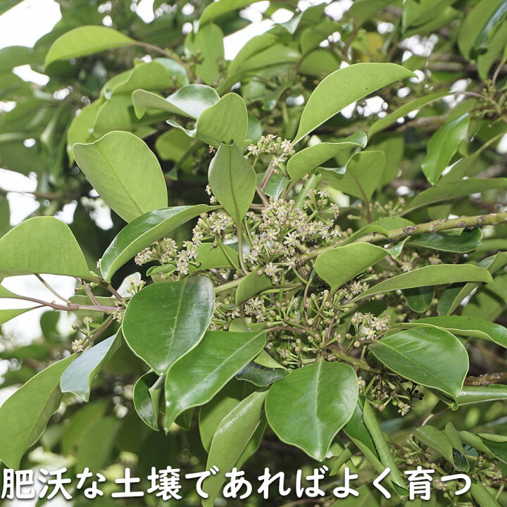 楽天市場】クロガネモチ 2.5m 露地 苗木 : トオヤマグリーン