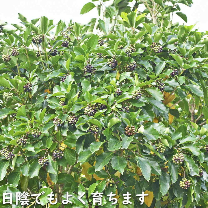 楽天市場】カクレミノ 1.5m 露地 苗木 : トオヤマグリーン