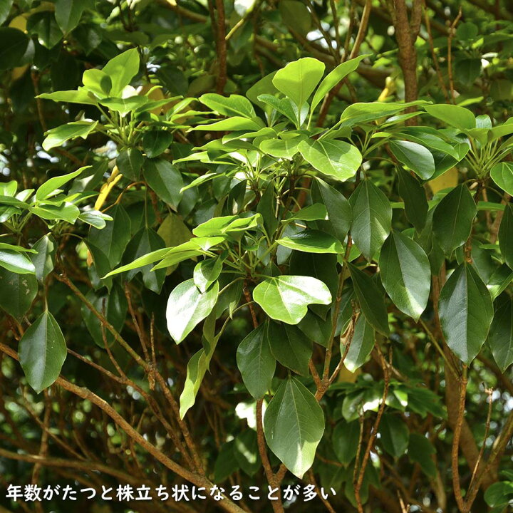 楽天市場】カクレミノ 株立ち（2本立ち含む） 1.5m 露地×2 苗木 