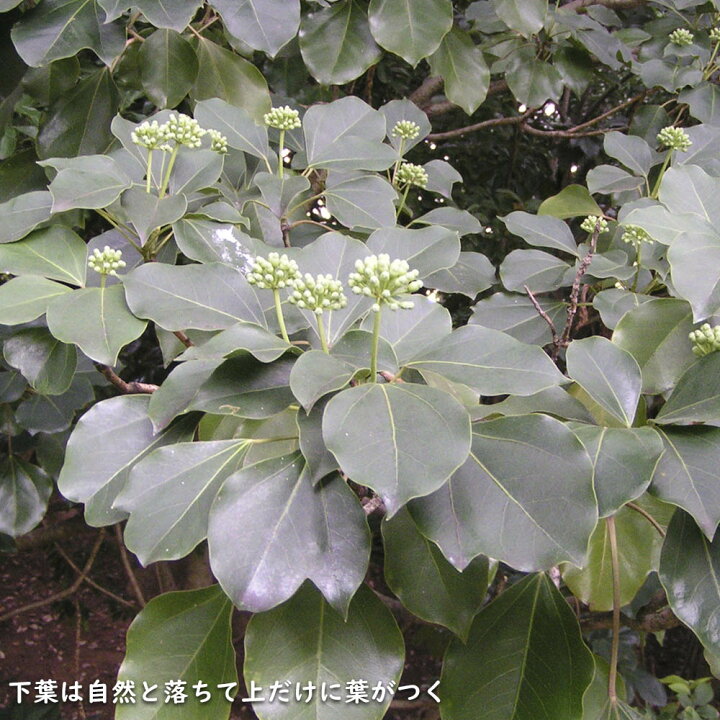 楽天市場】カクレミノ 株立ち（2本立ち含む） 1m 露地×2 苗 : トオヤマ 