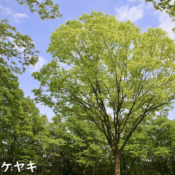 楽天市場】ケヤキ 株立ち 1.2m 露地 2本 苗 : トオヤマグリーン