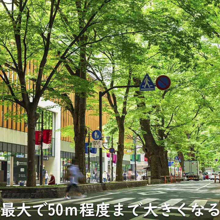楽天市場】ケヤキ 単木 2.3m 露地 2本 苗木 : トオヤマグリーン