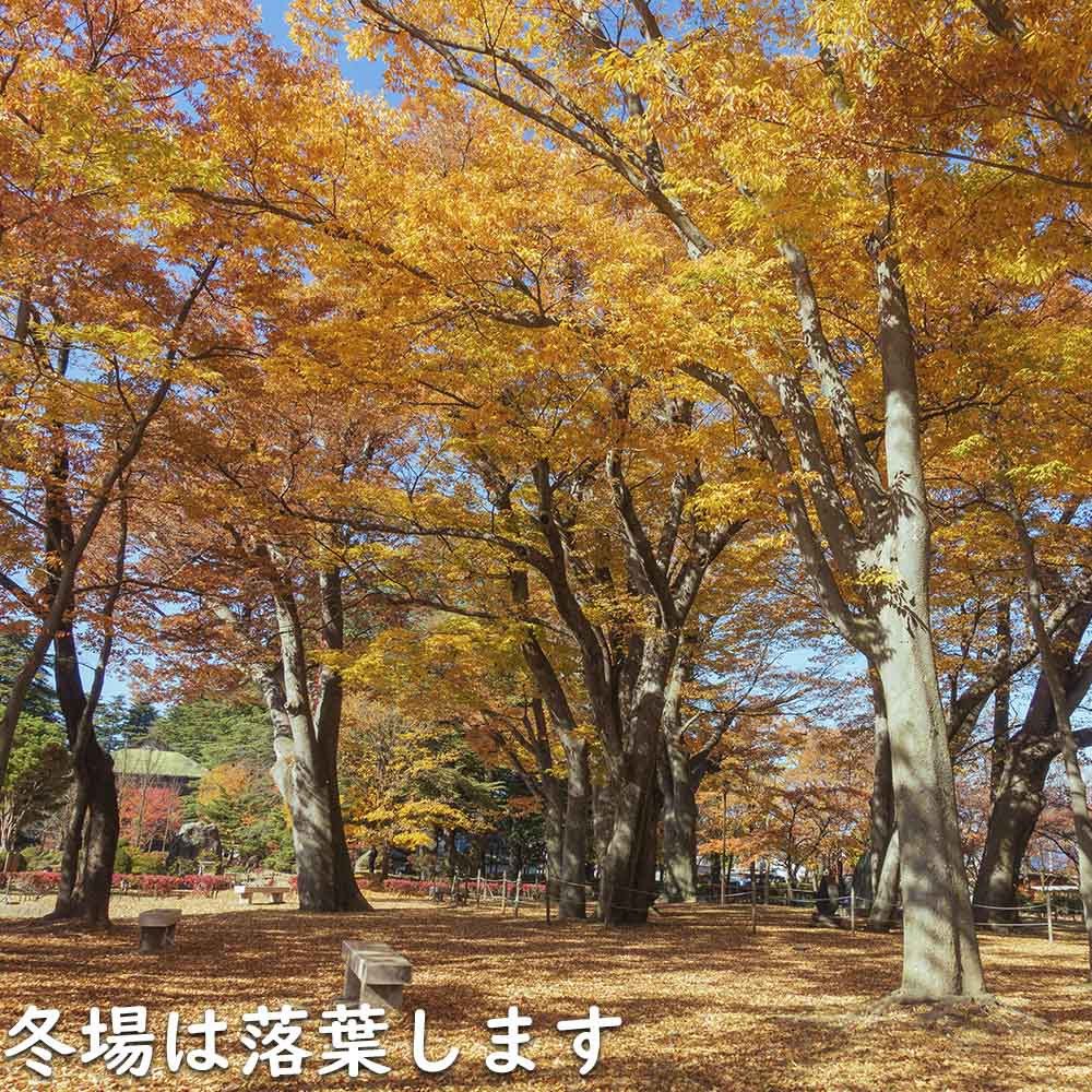 楽天市場】ケヤキ 単木 2.5m 露地 苗木 : トオヤマグリーン