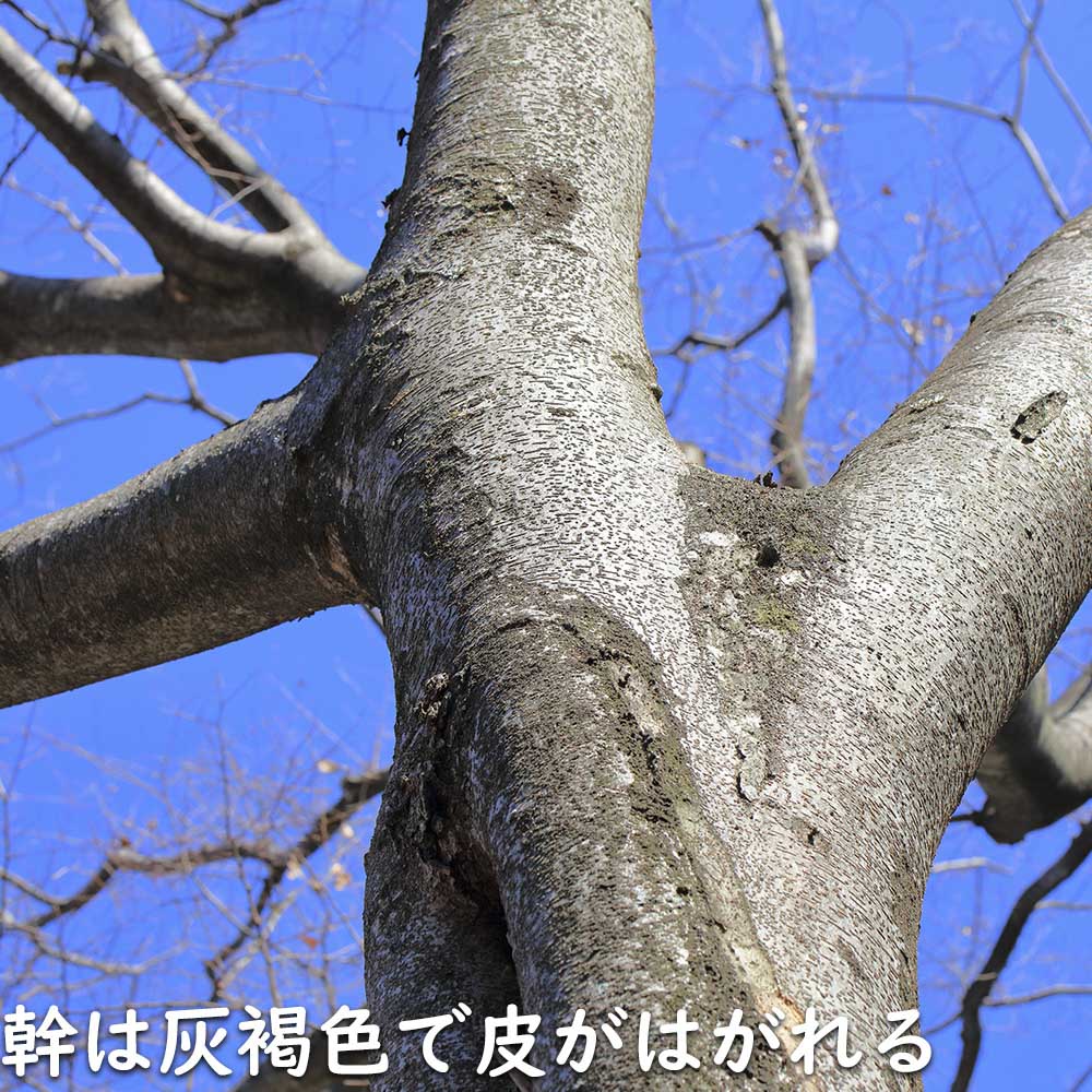 楽天市場】ケヤキ 1.5m 15cmポット 10本 苗木 : トオヤマグリーン