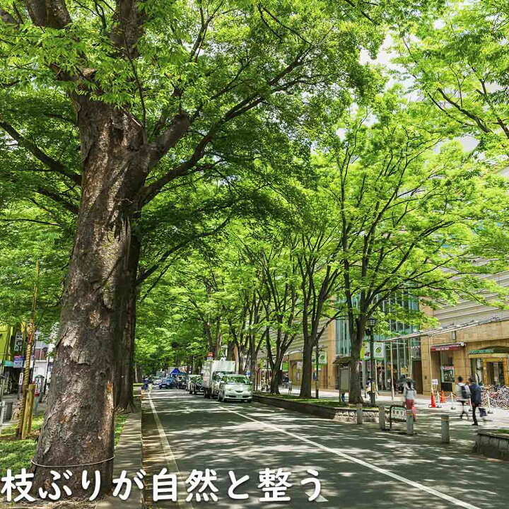 楽天市場】ケヤキ 単木 2.5m 露地 2本 苗木 : トオヤマグリーン