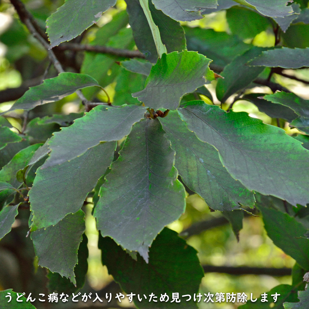 楽天市場コナラ 単木  露地 苗木 : トオヤマグリーン