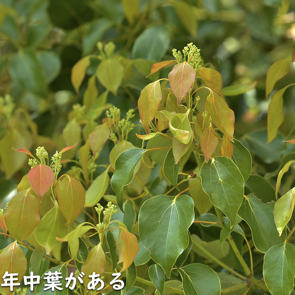 楽天市場】クスノキ 0.3m 10.5cmポット 苗 : トオヤマグリーン