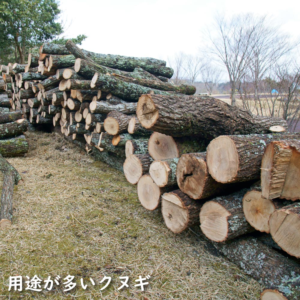 楽天市場】クヌギ 単木 2.5m 露地 苗木 : トオヤマグリーン