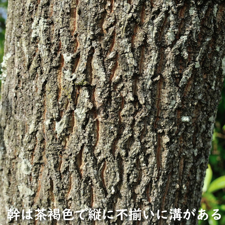 楽天市場】クヌギ 単木 2m 露地 苗木 : トオヤマグリーン