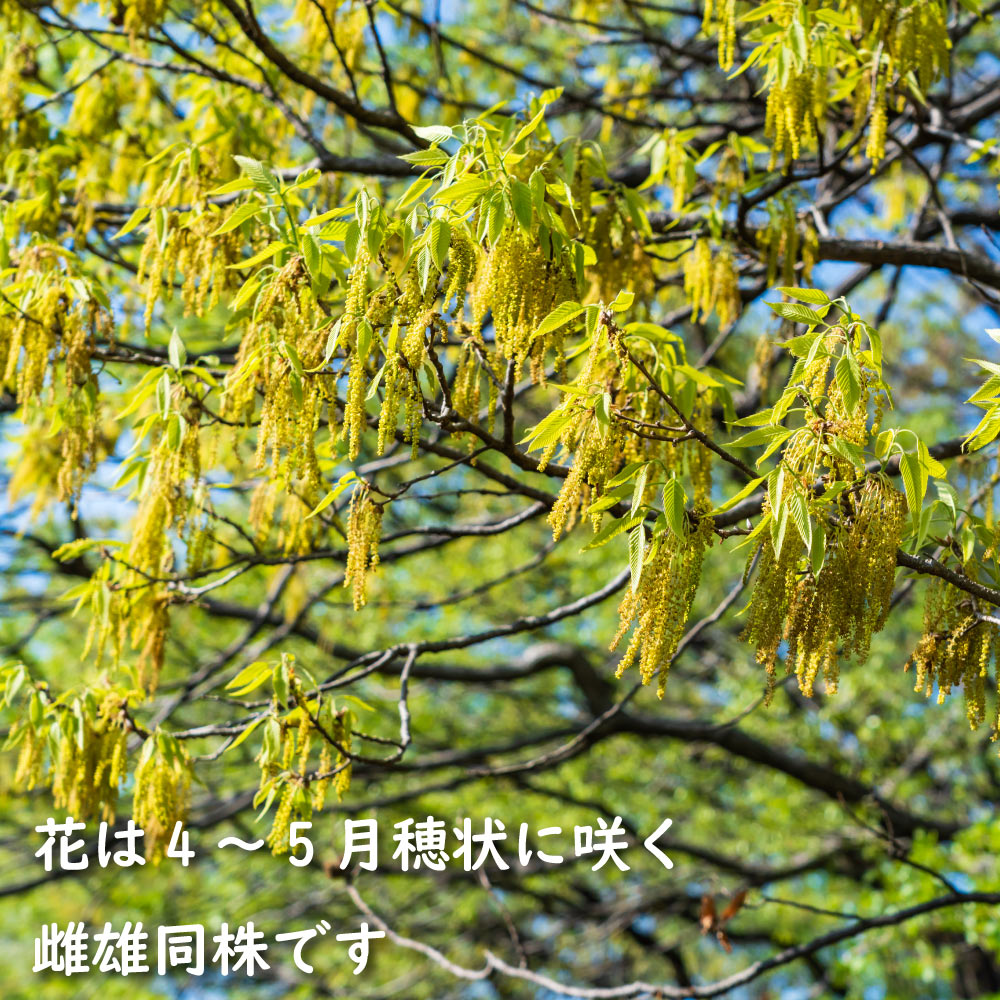楽天市場】クヌギ 単木 1.2m 露地 苗 : トオヤマグリーン