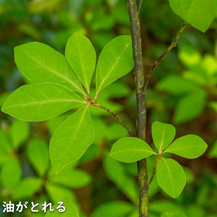 楽天市場】クロモジ 株立ち 2m 露地 苗木 : トオヤマグリーン
