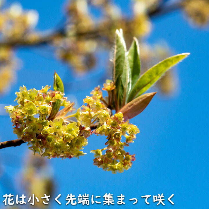 楽天市場】クロモジ 単木 2m 露地 苗木 : トオヤマグリーン