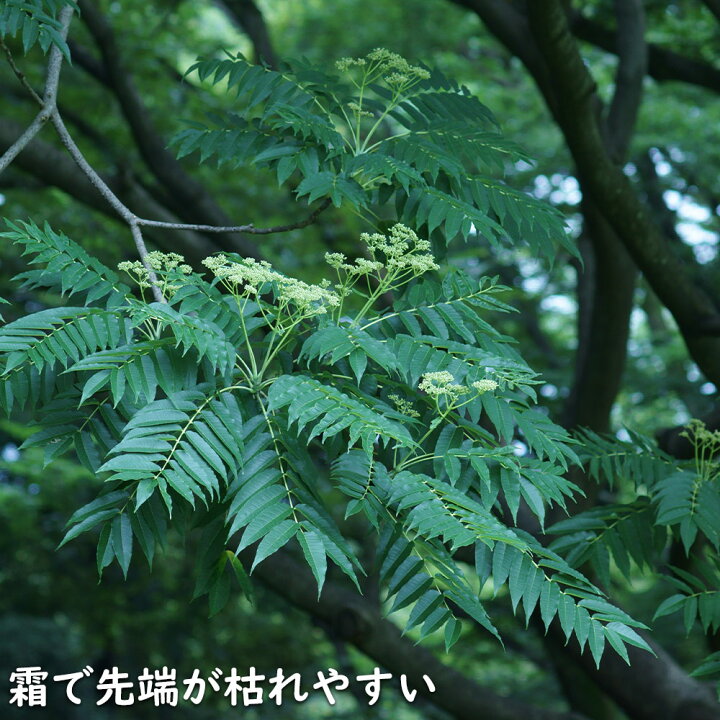 楽天市場】カラスザンショウ 10.5cmポット 10本 苗 : トオヤマグリーン