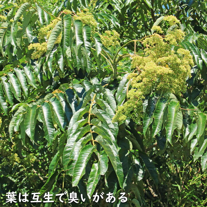 楽天市場】カラスザンショウ 10.5cmポット 10本 苗 : トオヤマグリーン