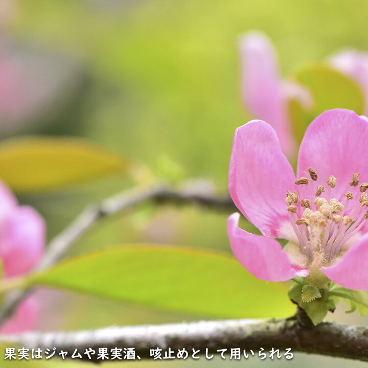 楽天市場】カリン 単木 1.2m 露地 2本 苗 : トオヤマグリーン