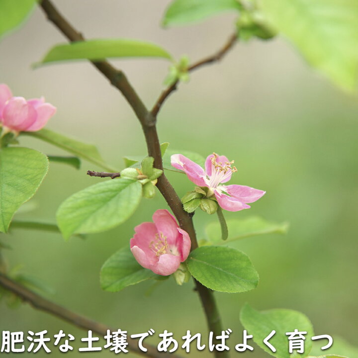 楽天市場】カリン 単木 1.2m 露地 2本 苗 : トオヤマグリーン