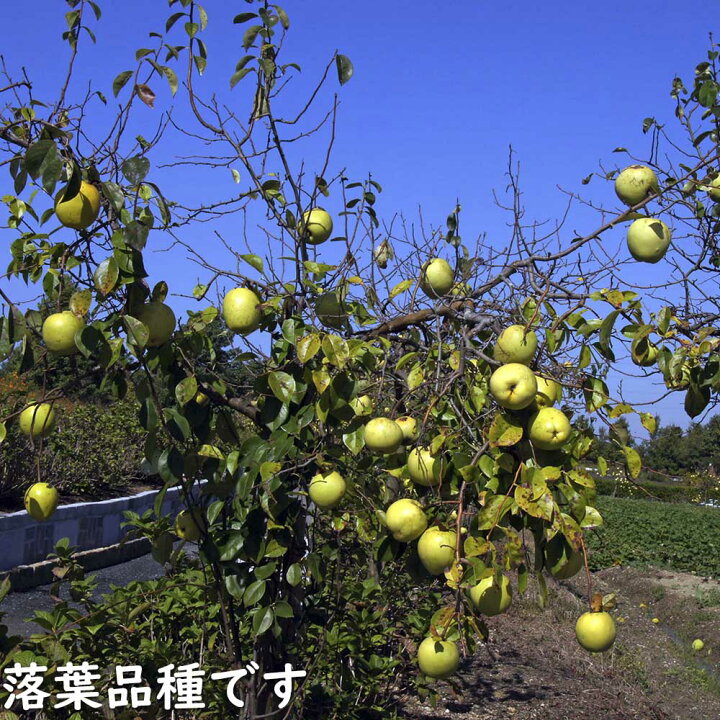 楽天市場】カリン 単木 1.2m 露地 2本 苗 : トオヤマグリーン