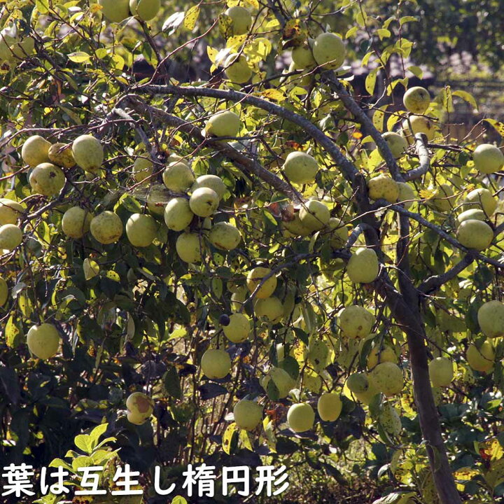 楽天市場】カリン 単木 1.2m 露地 2本 苗 : トオヤマグリーン