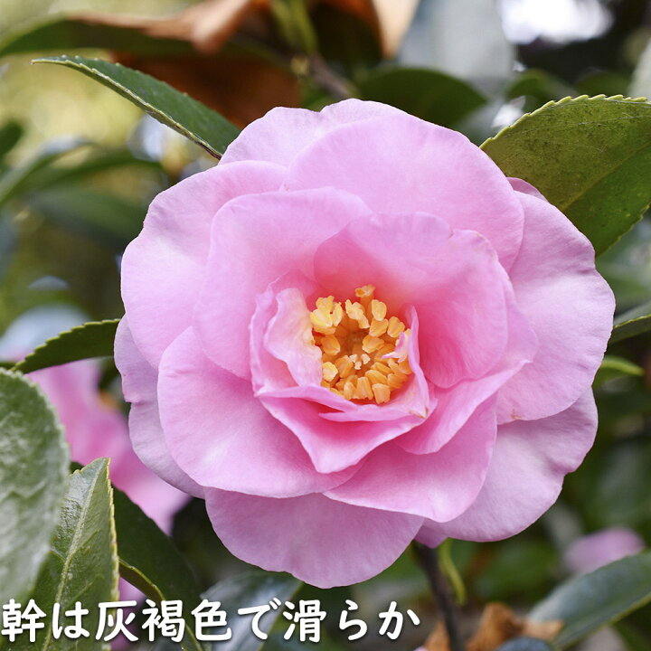 サザンカ 笑顔ピンク花 10 5cmポット 苗 トオヤマグリーン