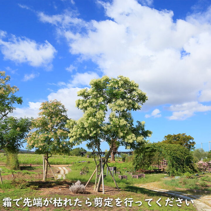楽天市場】シマトネリコ 株立ち 2m 露地 苗木 : トオヤマグリーン