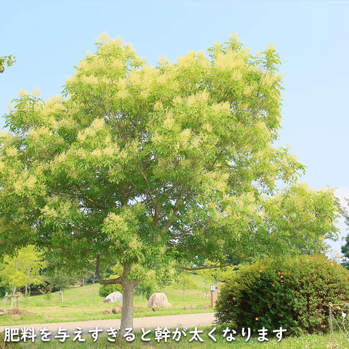 シマトネリコ 単木 2.3m 露地 苗木楽天市場】シマトネリコ 単木 2m 