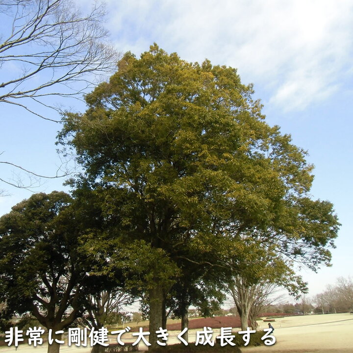 楽天市場】シラカシ 株立ち 2.3m 露地 2本 苗木 : トオヤマグリーン