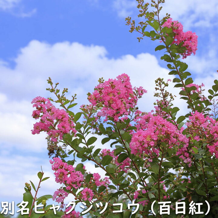 楽天市場】サルスベリ 株立ち (花色指定不可) 2m 露地 苗木 : トオヤマ 