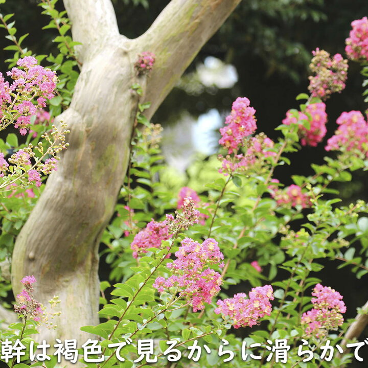 楽天市場】サルスベリ 株立ち (花色指定不可) 2m 露地 苗木 : トオヤマ 