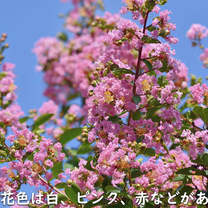 楽天市場】サルスベリ 株立ち (花色指定不可) 2m 露地 苗木 : トオヤマ 