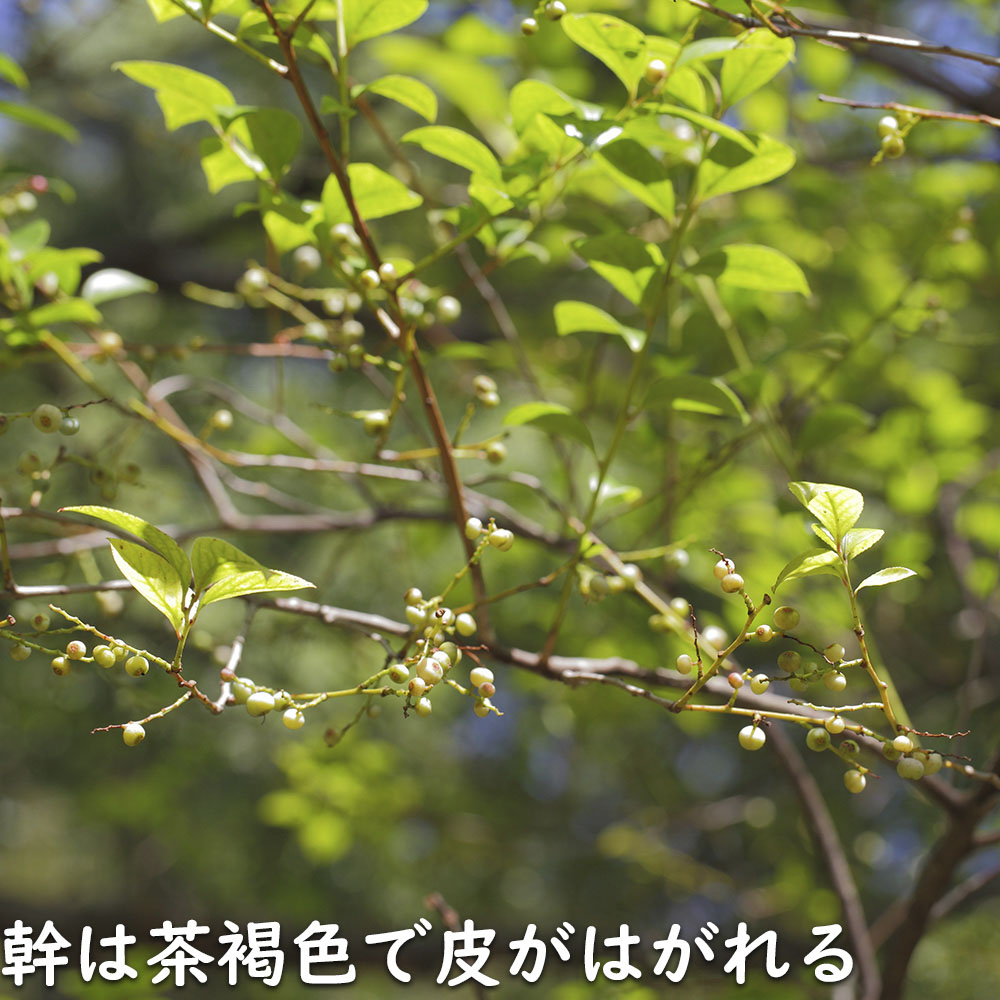 シャシャンボ 2m 露地 苗木 | トオヤマグリーン