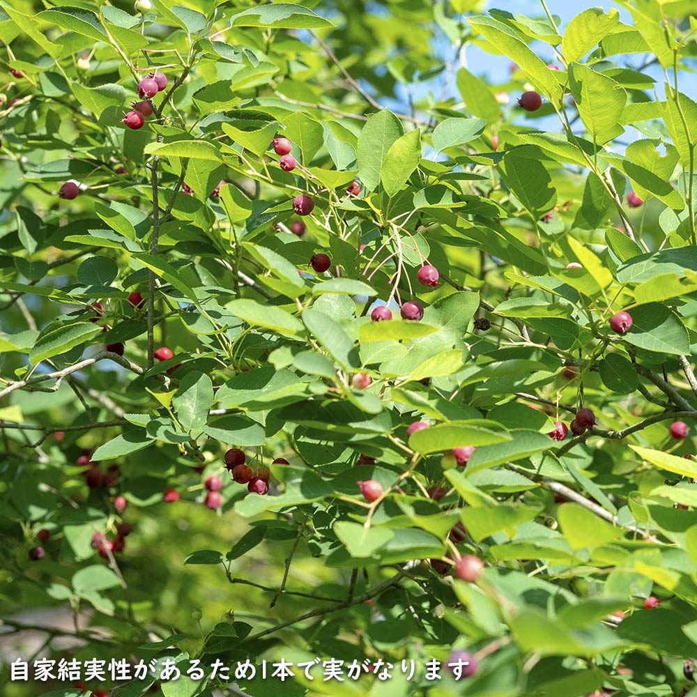 楽天市場】ジューンベリー 1.5m 露地 苗木 : トオヤマグリーン