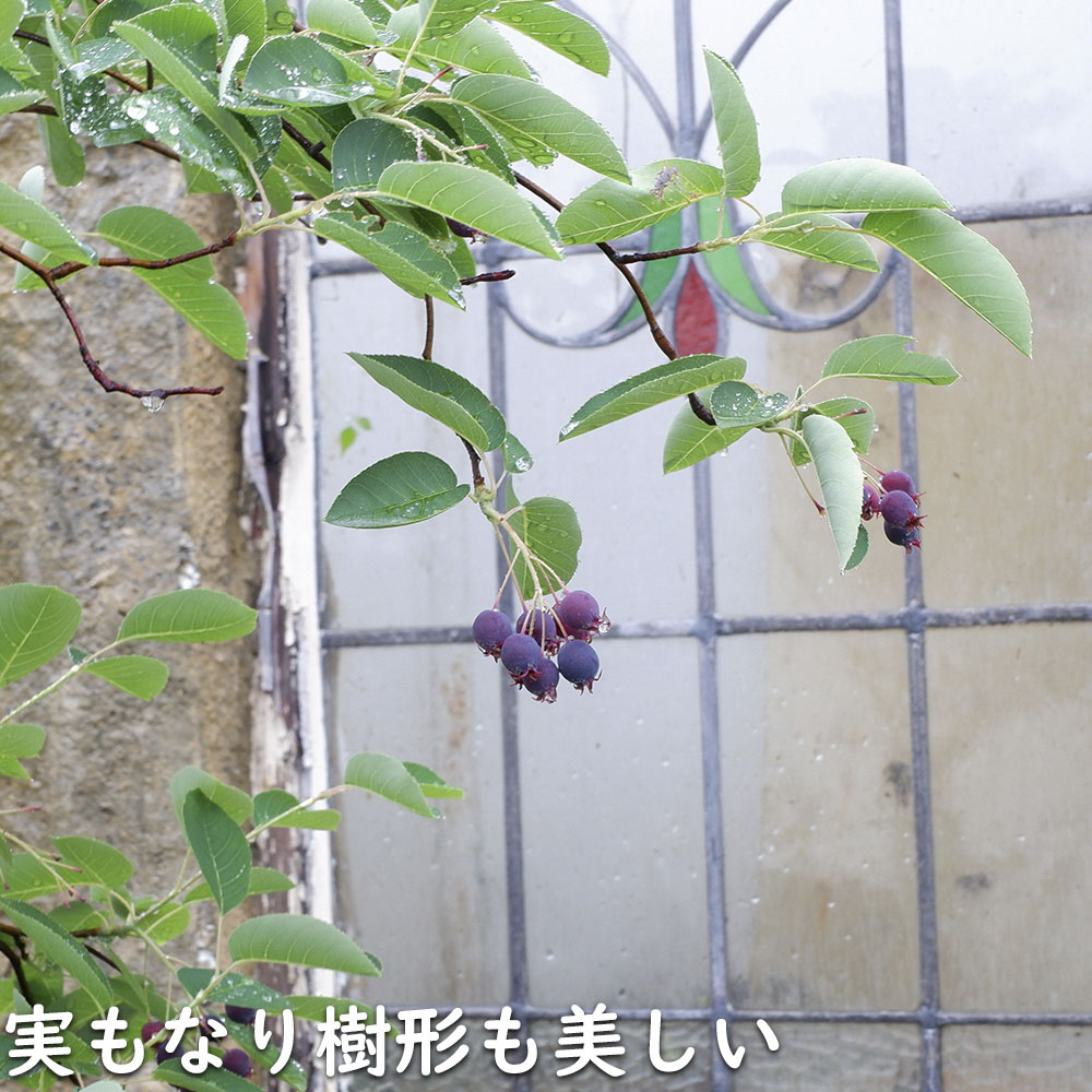 楽天市場】ジューンベリー 1.5m 露地 苗木 : トオヤマグリーン