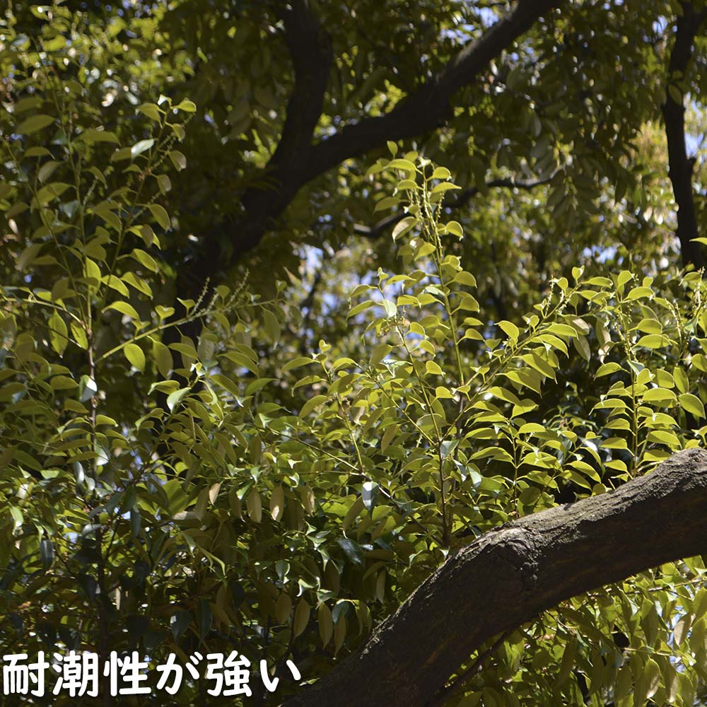 楽天市場】スダジイ 1.4m 15cmポット 6本 苗 : トオヤマグリーン