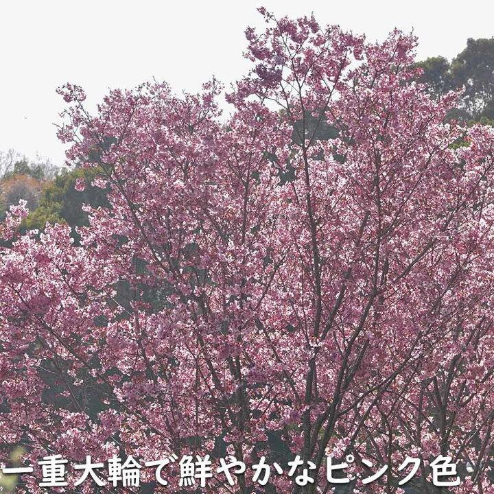 楽天市場】サクラ ヨウコウサクラ 2.3m 露地 苗木 : トオヤマグリーン