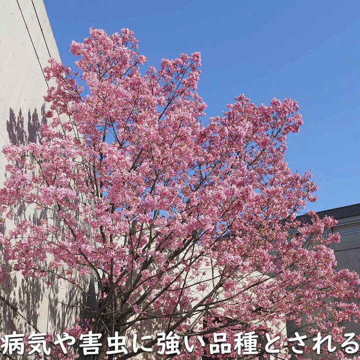 楽天市場】サクラ ヨウコウサクラ 2.5m 露地 苗木 : トオヤマグリーン