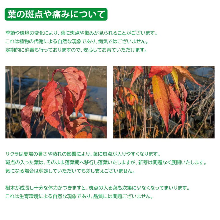 楽天市場】サクラ ヨウコウサクラ 2.3m 露地 苗木 : トオヤマグリーン 