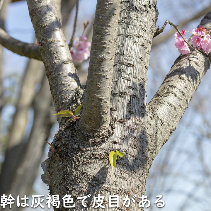 楽天市場】サクラ ヨウコウサクラ 2.3m 露地 2本 苗木 : トオヤマグリーン