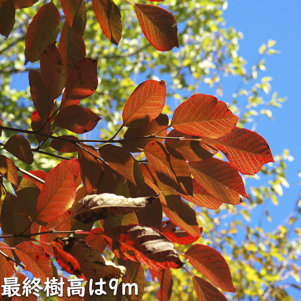 楽天市場】シラキ 単木 1.5m 露地 苗木 : トオヤマグリーン