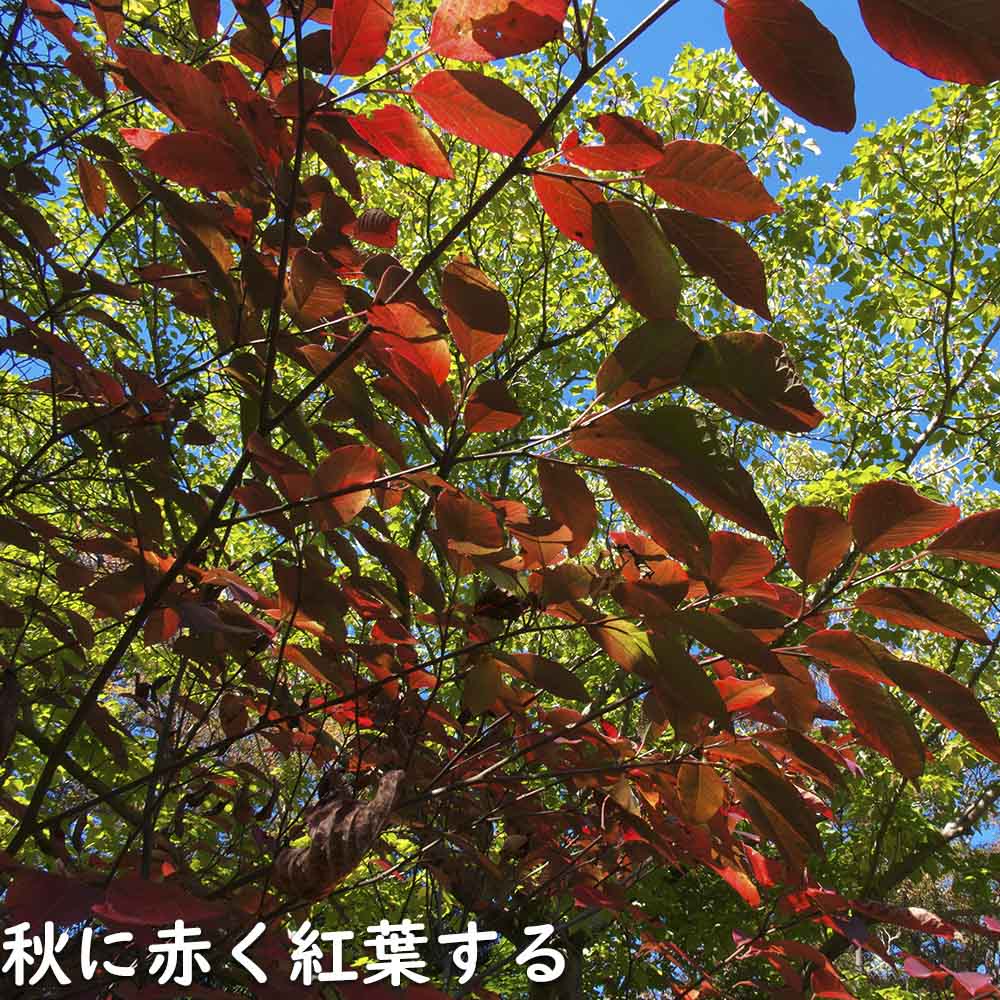 楽天市場】シラキ 単木 2.3m 露地 苗木 : トオヤマグリーン
