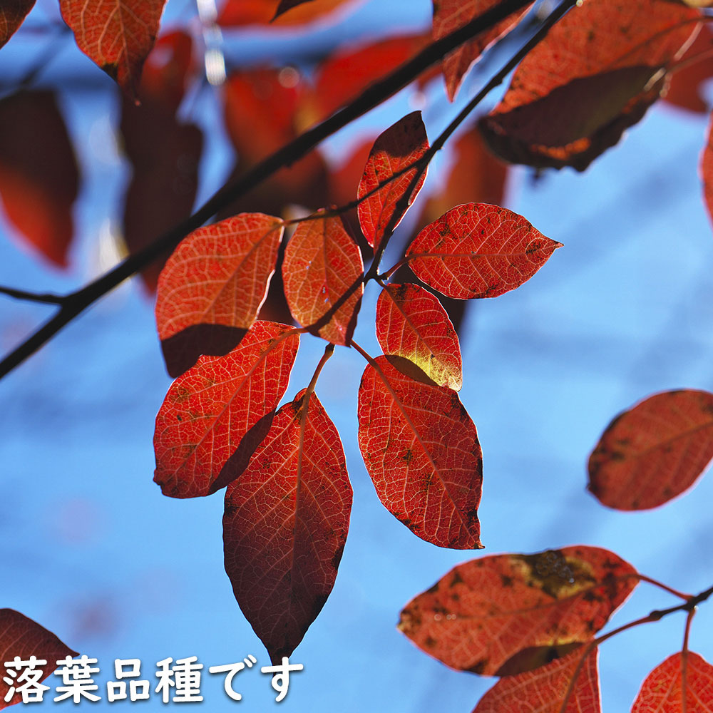楽天市場】シラキ 単木 2.3m 露地 苗木 : トオヤマグリーン