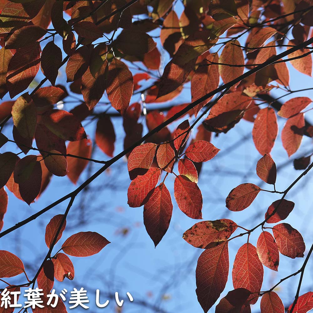 楽天市場】シラキ 単木 2.5m 露地 苗木 : トオヤマグリーン