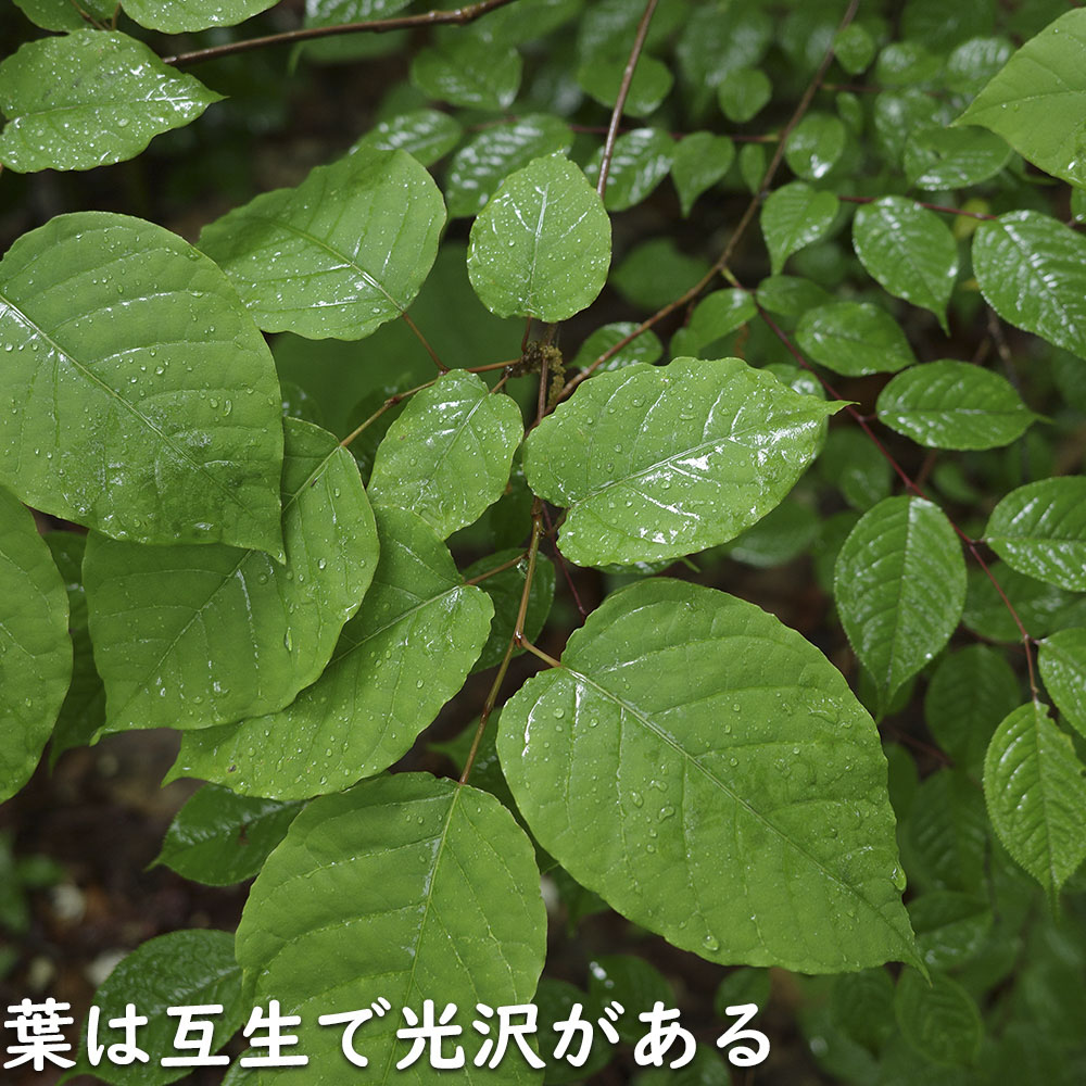 シラキ 単木 1.7m 露地 苗木 | トオヤマグリーン
