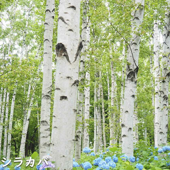 楽天市場】シラカバ 単木 2m 露地 苗木 : トオヤマグリーン