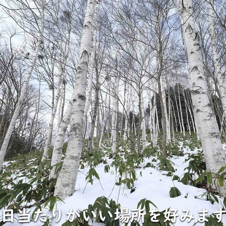 楽天市場】シラカバ 単木 2m 露地 苗木 : トオヤマグリーン 白樺成木2メートル以上